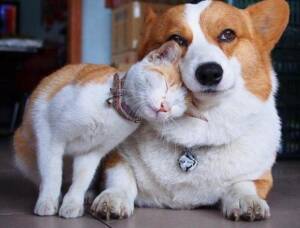 Photo of animals showing how to practice acceptance